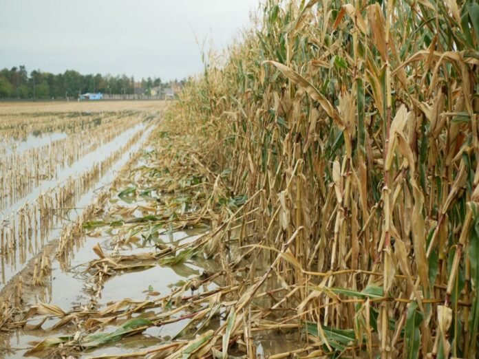 Floodwaters submerge agricultural fields as farmers assess crop losses after widespread flooding.-1