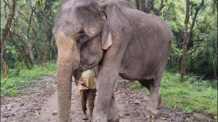 Joymala, the legendary patrol elephant of Kaziranga National Park, during her years of service in forest conservation.