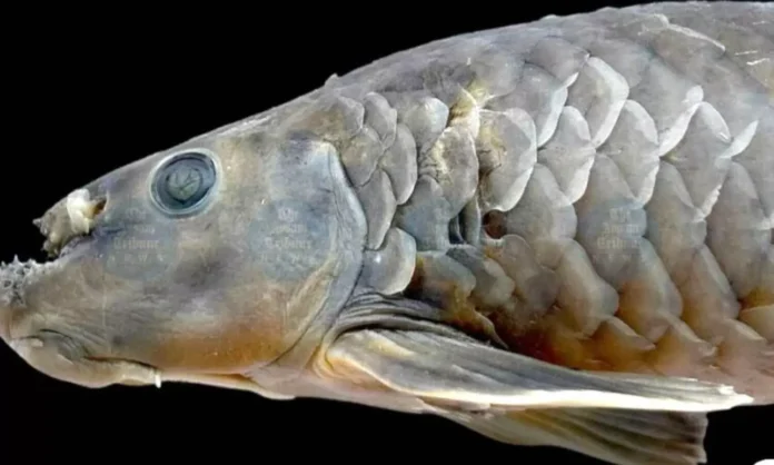 Scientists document newly discovered freshwater fish species in the rivers of Mamit district, Mizoram.