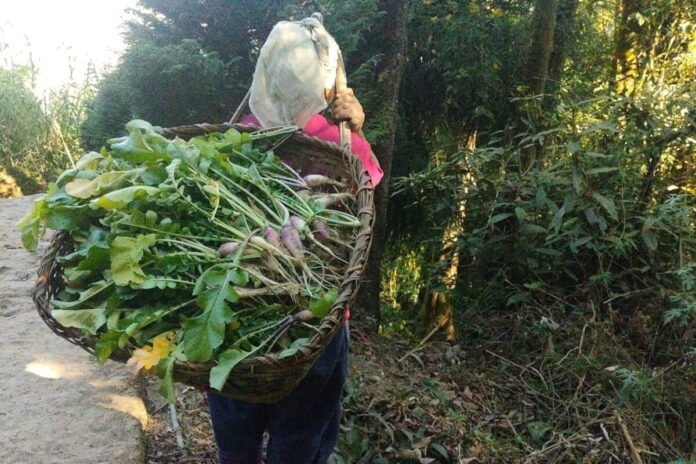 High-grade Sikkimese cardamom is traded at a reported three-year market peak, bringing optimism among local farmers.