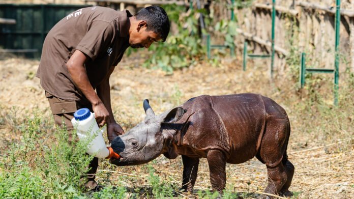 Animal rescue teams guide three stranded rhino calves toward higher artificial highlands for safety.