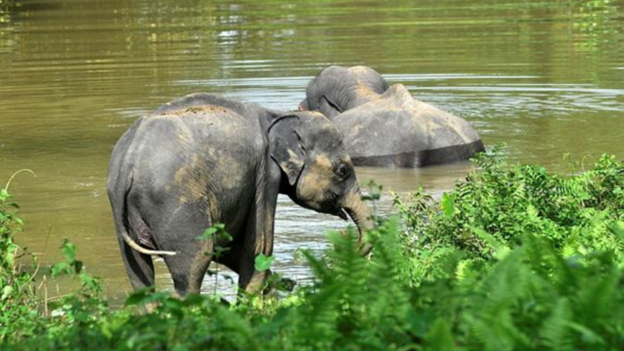 Floodwater submerges more than 40 percent of inner patrolling camps inside Kaziranga National Park.