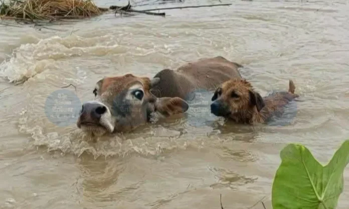 Floodwaters affect livestock in Assam as more than 10 lakh animals are reported swept away or impacted by rising waters.