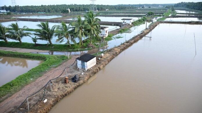 Fish farmers receive emergency government financial support after pond overflows cause losses to aquaculture operations.