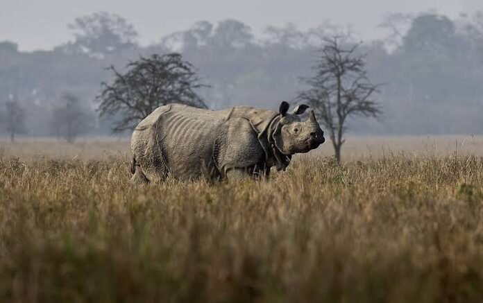 Police arrest a suspected rhino poacher near the southern periphery of Orang National Park in Assam.