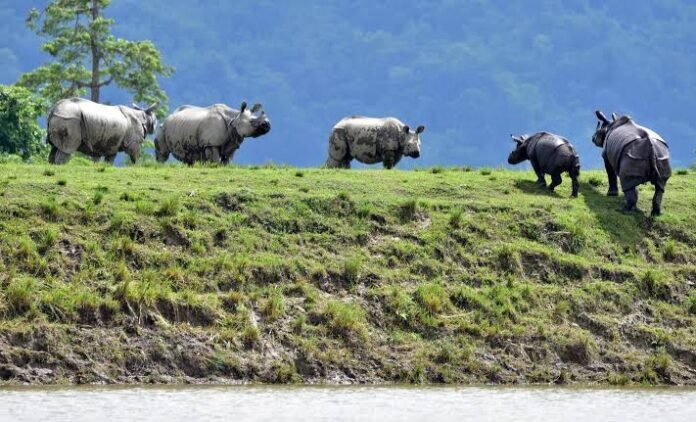 Floodwaters submerge large areas of Kaziranga National Park as wildlife moves toward the higher Karbi Anglong hills for safer ground.