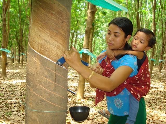 Tripura expands its natural rubber cultivation target by 5,000 hectares as part of a high-yield plantation development initiative.