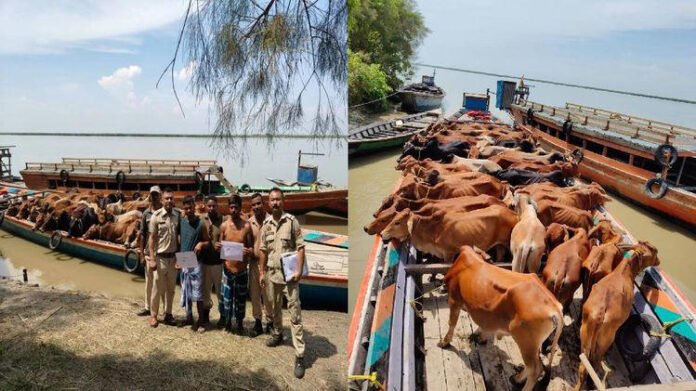 AA2aHKjh Assam: Cattle smuggling attempt foiled in Dhubri, 40 cows seized