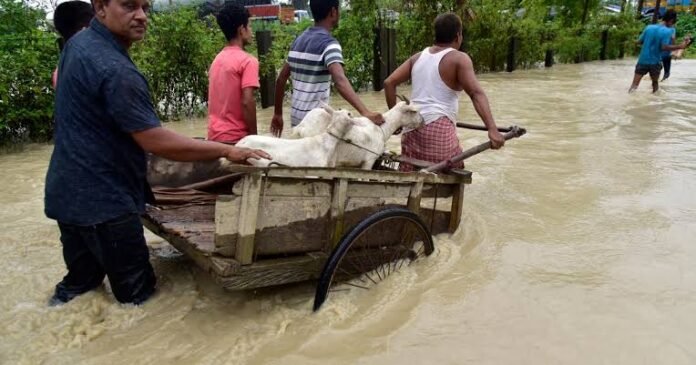 Displaced Assam residents shelter in temporary relief camps across severely affected districts during the ongoing monsoon emergency.