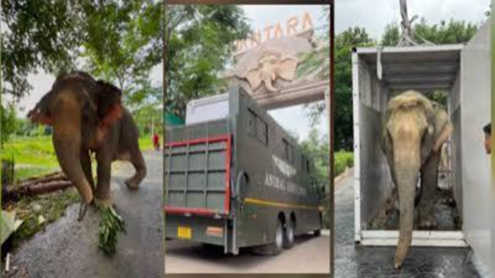 safeimagekit-resized-images Joymoti Elephant Airlift Marks Major Wildlife Rescue Effort