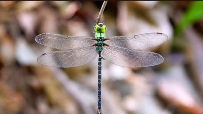 safeimagekit-resized-images (5) Spoon-tailed Duskhawker Gets Major Biodiversity Boost in Arunachal