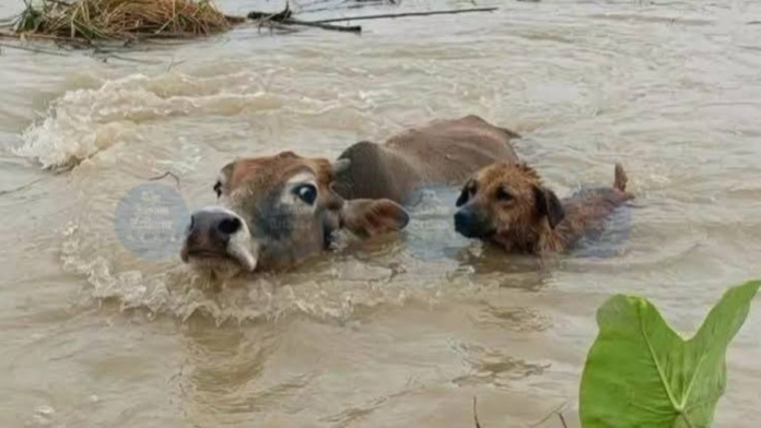 Assam floods livestock: Shocking Impact as Over 10 Lakh Animals Affected