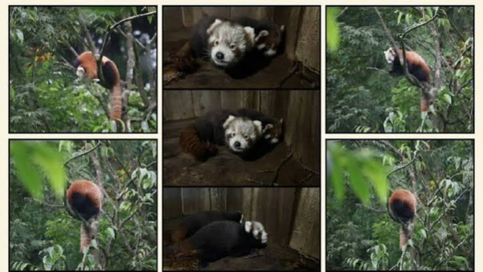 safeimagekit-resized-images (7) Red Panda Cubs Bring Powerful Hope to Sikkim’s Conservation Effort