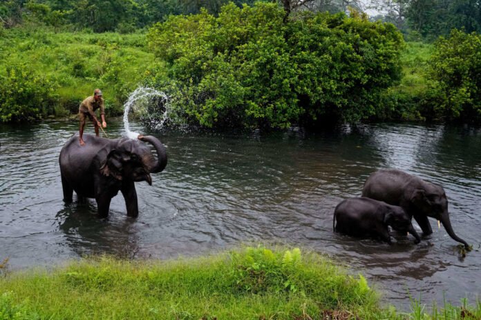 Manas nat’l park to welcome visitors from Oct 2