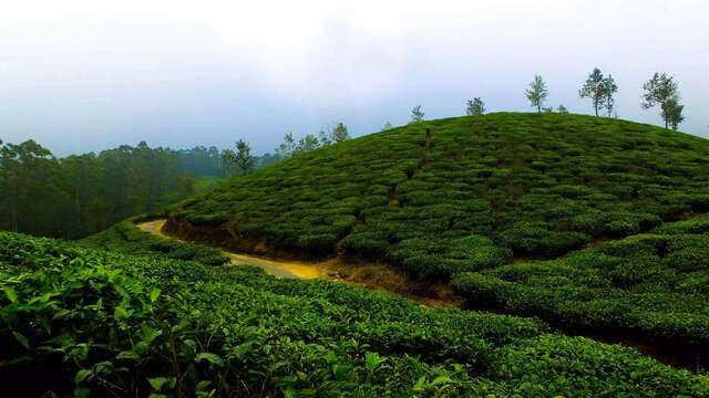 AA2cZuTN Dibrugarh Launches First Public Tea E-Auction, Transforming Assam's Tea Economy