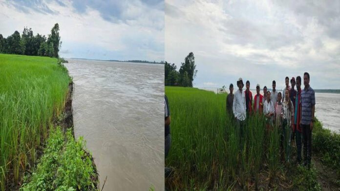 AA2covfr Arunachal: Siang River erosion damages paddy fields in Borguli, threatens farmers' livelihoods