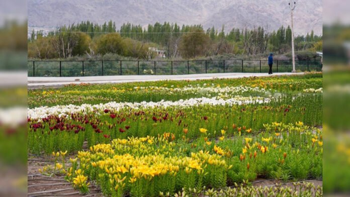 AA2cs0ny flowers