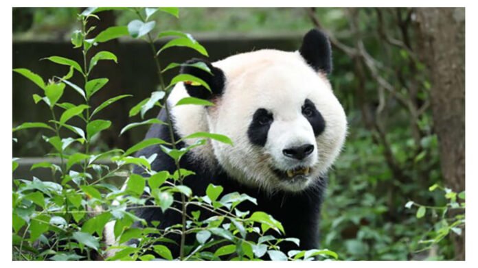 AA2d20f4 Ping Ping is especially good at climbing trees, according to China’s National Forestry and Grassland Administration - Chengdu Research Base of Giant Panda Breeding