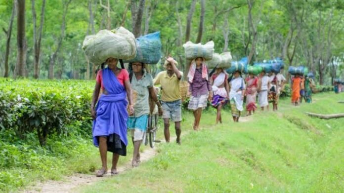 Meghliband tea estate in Tripura where allegations of land encroachment and illegal cultivation have triggered a political and administrative controversy.