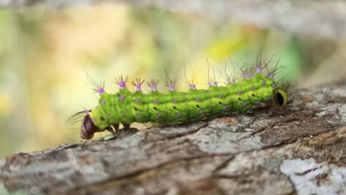 safeimagekit-images (1) Muga Silkworm
