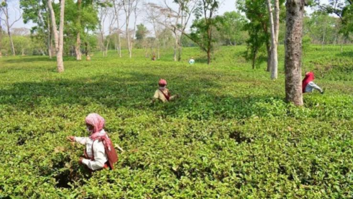 Tripura Tea Industry Gets Major Boost With New Market Push