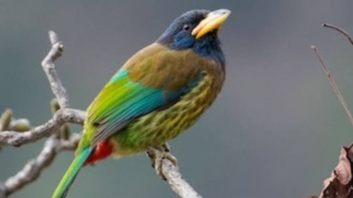 safeimagekit-images (11) Great Barbet