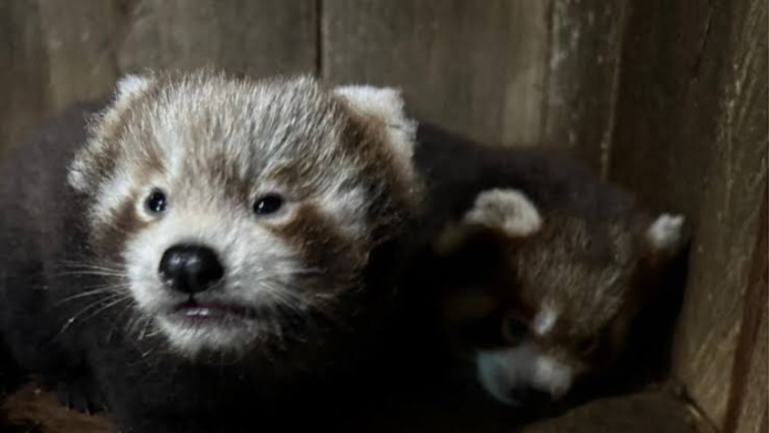 safeimagekit-images (13) Red Panda
