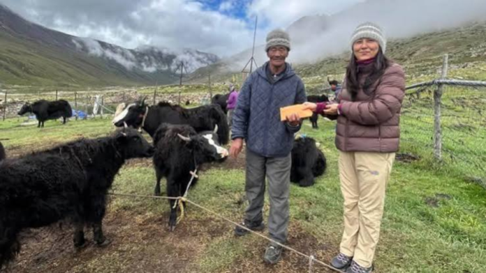 Sikkim yak calf