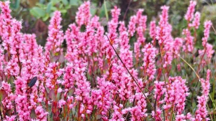 Himalayan Flowers