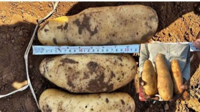 Assam Potato Sourcing Set for Major 2027 Expansion