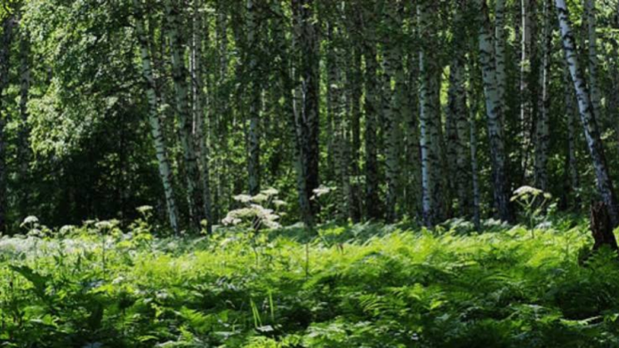 Forest Cover