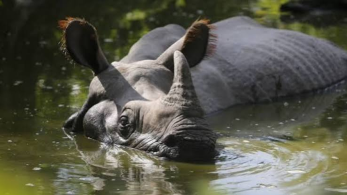 safeimagekit-images (4) Greater One-Horned Rhino Population Reaches Record 4,075 as Assam Leads Conservation