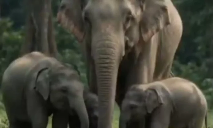 Congress MP Gaurav Gogoi questions the transfer of five captive elephants from Assam to Tamil Nadu.