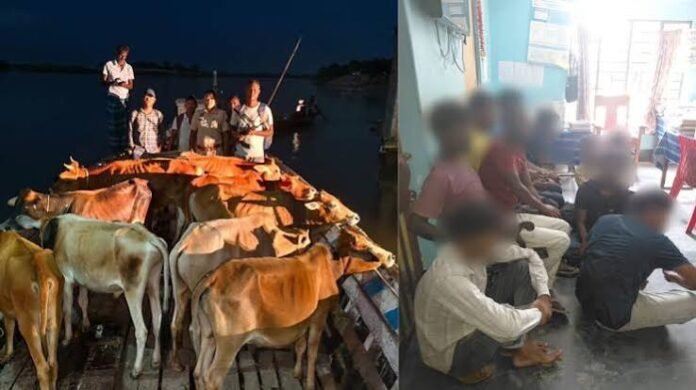 Assam Police intensify surveillance and cattle seizures across border districts amid concerns over illegal livestock transportation.