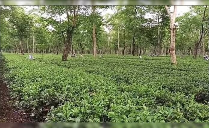 Assam tea gardens face rising heat and erratic rainfall as growers adopt climate adaptation measures.
