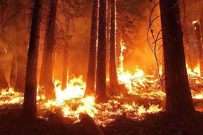 Mizoram Forest Department strengthens wildfire preparedness and community-based fire prevention ahead of the dry season.