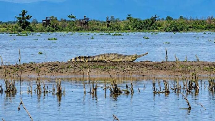 Critically endangered Gharial spotted outside protected area in Assam's Tinsukia