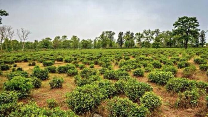 Tripura to offer unused tea estate land to investors amid land crunch
