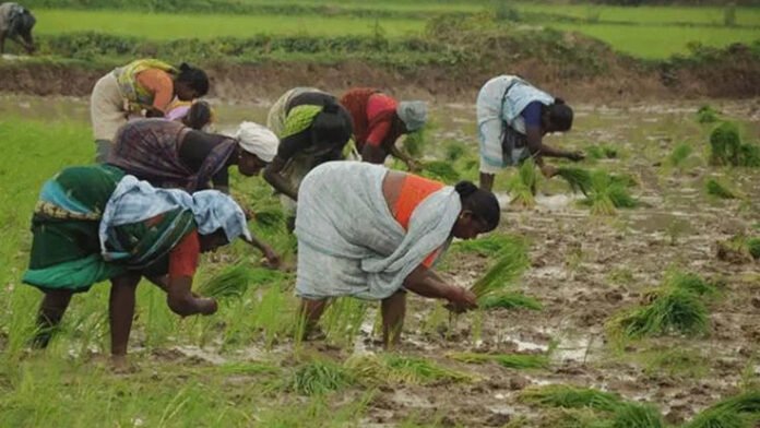 Mizoram receives Rs 75.79 crore under Centre's agriculture schemes