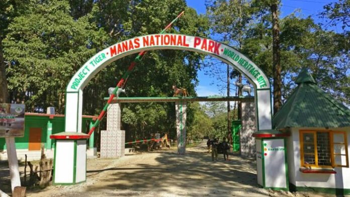 Assam wildlife tourism season begins as Manas reopens; Kaziranga, Pobitora to follow
