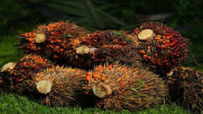 safeimagekit-images (10) Oil Palm