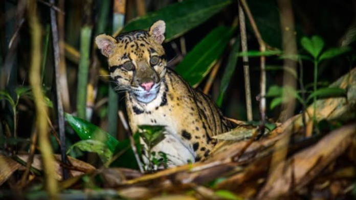 safeimagekit-images (28) Manipur Wildlife Conservation Gets Major Boost With New Projects