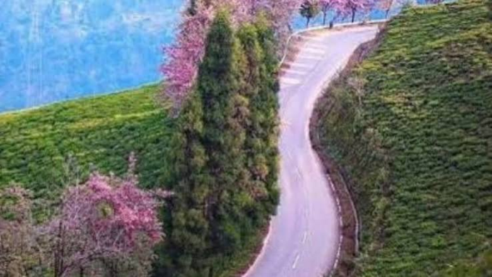 Sikkim Cherry Festival 2026 Set for a Vibrant Namchi Celebration