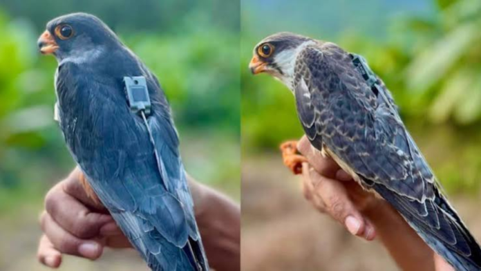 safeimagekit-images (5) Amur Falcons