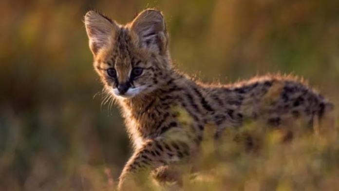 Meghalaya Camera Traps Power Major Drive to Track Rare Wildlife