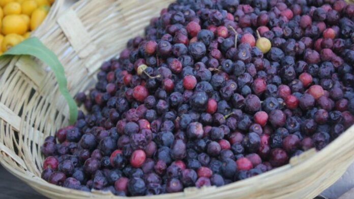 Phalsa fruit