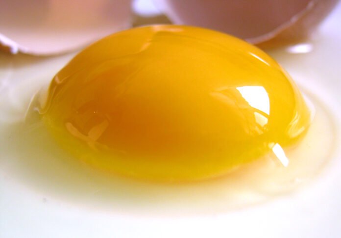 egg yolk