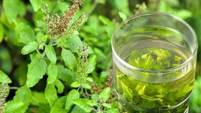 tulsi water